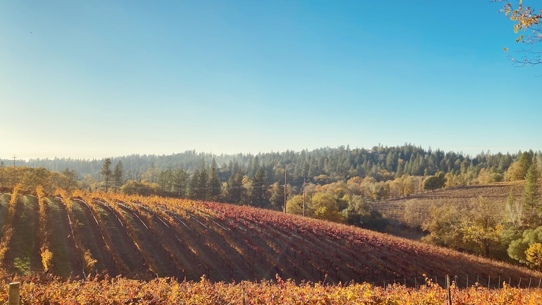 Yakima Valley vineyards